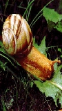 Die Brennende Schnecke movie nude scenes